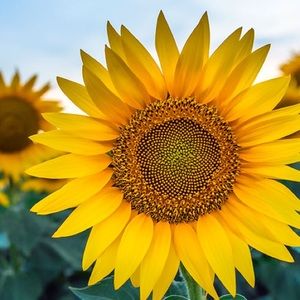 Meet your Posher, India